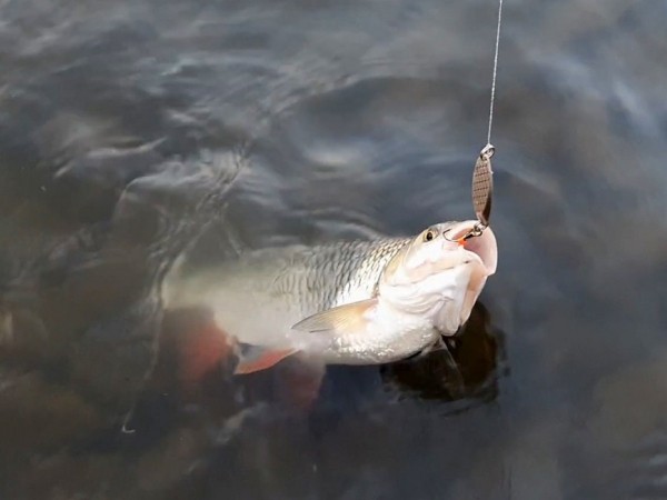 Капризы морского жерехаНачало лета для меня, волгоградского рыболова, это отнюдь не стенания по поводу массового вылета мошки. И я не согласен с поговоркой "Настал июнь - на рыбу плюнь". Одно из самых значительных событий в июне - утренний жерех на Волгоградском водохранилище. Его активизация около берега наступает с определенным прогревом воды. Этого моменты мы ждем с нетерпением, и недавно первое свидание с ним у меня уже состоялось. За ним сразу же второе.
