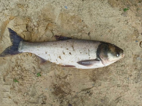 Трофеи на водохранилище Трофеи на водохранилище