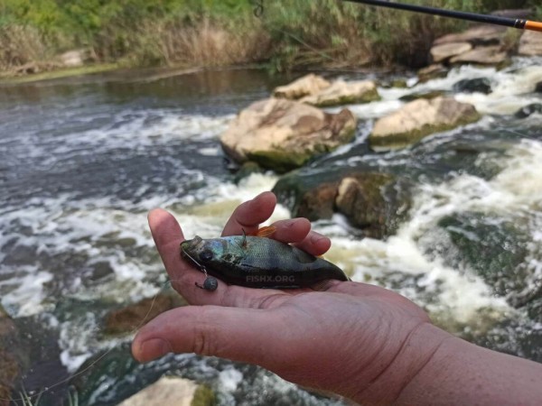 Ловля окуня на перекате