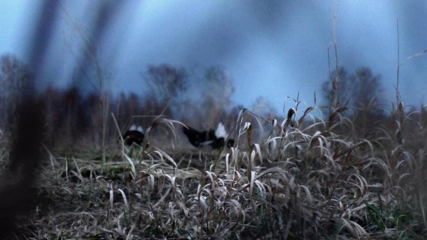 Вечер на тяге и тетеревиный ток Вечер на тяге и тетеревиный ток