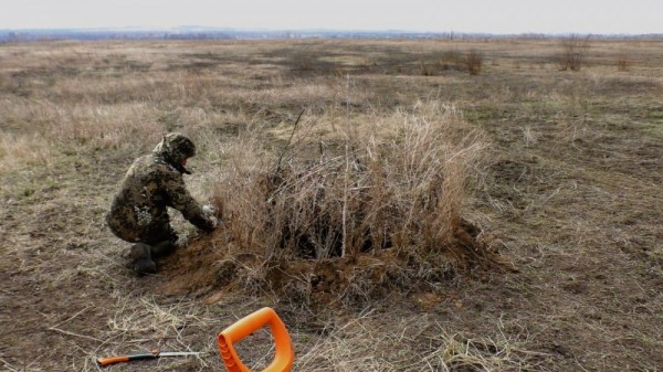 Вечер на тяге и тетеревиный ток Вечер на тяге и тетеревиный ток