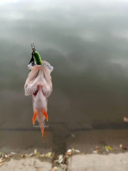 Правильный подбор приманки при ловле джигом – львиная доля успешной ловли