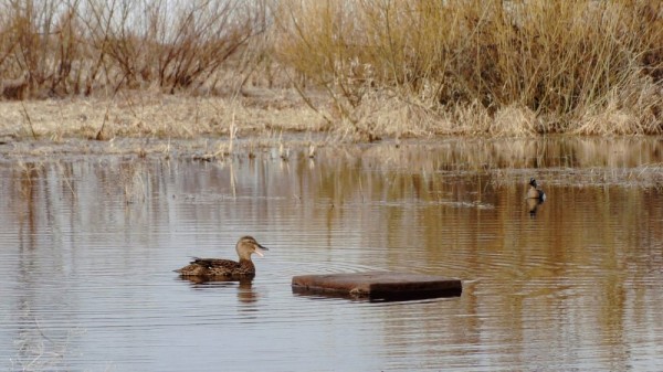 Хорошее утро! Хорошее утро!