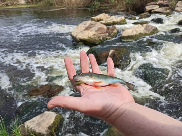 Ловля окуня на перекате