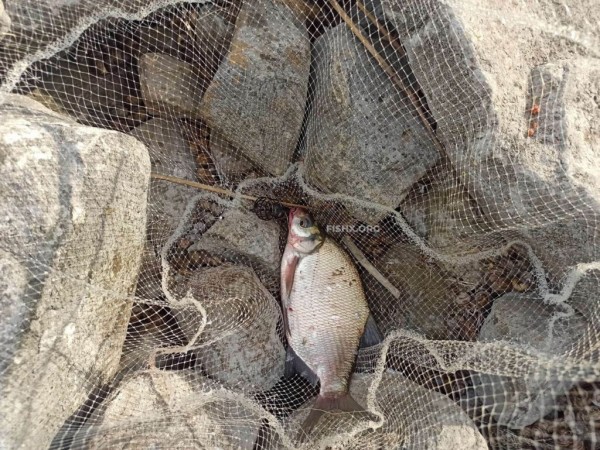 Рыбалка на плотине ТЭС Рыбалка на плотине ТЭС