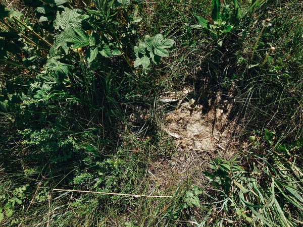 Открытие охоты на сурка с мелкашкой