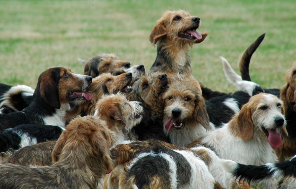 Охота на лис в Британии от XVI до XXI века. Исторический экскурсКак менялось законодательство Британии на протяжении нескольких веков относительно охоты на лис, ставшей традицией в средние века Охота на лис в Британии от XVI до XXI века. Исторический экскурсКак менялось законодательство Британии на протяжении нескольких веков относительно охоты на лис, ставшей традицией в средние века