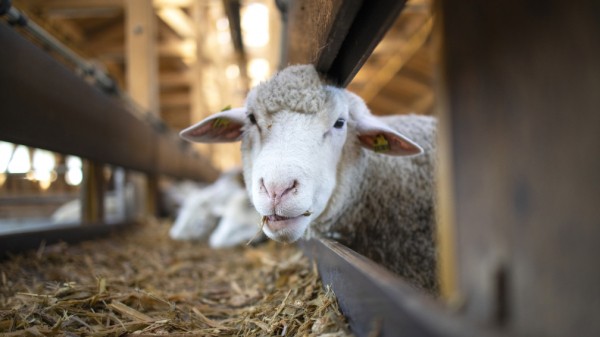 Сожрут всех: в РФ больше нет закона о регуляции численности волковОхотоведы Краснодарского края бьют в колокола - в регионе орудуют волки, которые уже не боятся захаживать в фермерские хозяйства и устраивать там бойню