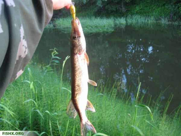 Кренкбейты для щуки и голавля Кренкбейты для щуки и голавля