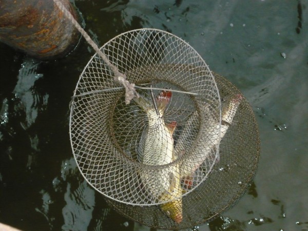 Как ловили и ловят сазанов на Нижней ВолгеО том, чтобы обобщить и кратко изложить сведения о ловле сазана рыбаками - любителями на Нижней Волге, решил давно. Но всякий раз подумав, откладывал. Посчитав, что многое о такой рыбалке известно. Как ловили и ловят сазанов на Нижней ВолгеО том, чтобы обобщить и кратко изложить сведения о ловле сазана рыбаками - любителями на Нижней Волге, решил давно. Но всякий раз подумав, откладывал. Посчитав, что многое о такой рыбалке известно.