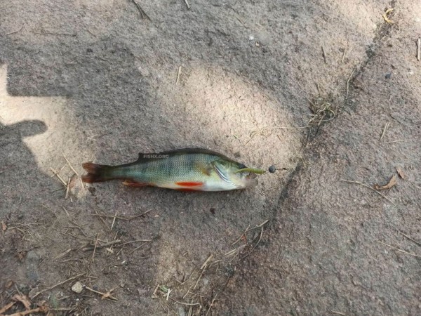 Покупались на реке и погоняли “микрушечного” окуня Покупались на реке и погоняли “микрушечного” окуня