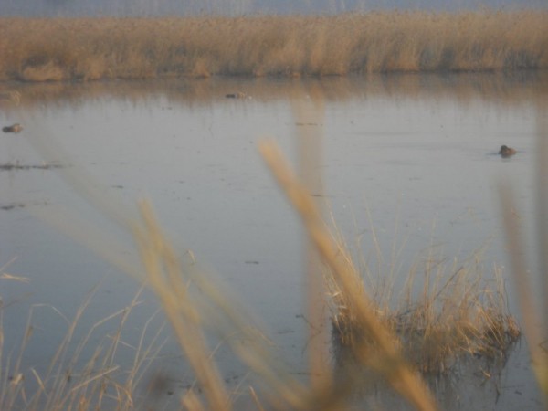 Хмурая весна или необычный сезон охоты.