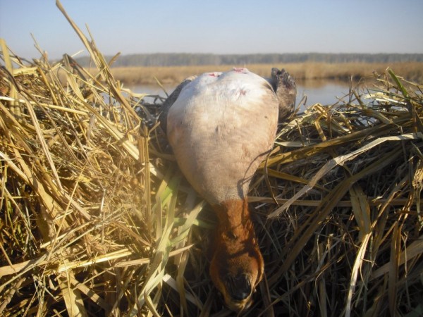 Хмурая весна или необычный сезон охоты.
