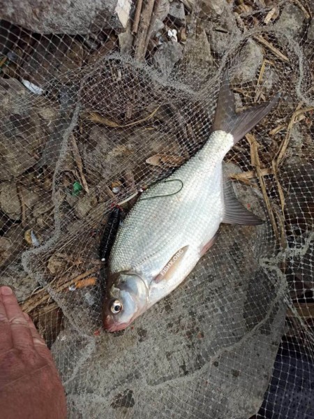 Лещ ловится на флэт и пружину