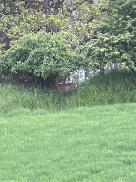 Охота за привидениями. Охота за привидениями.