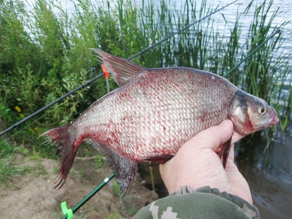 Ловим рыбу матчевой снастьюМаховая поплавочная удочка – снасть проверенная и успешная. Именно на нее приходится основная часть пойманной рыбы. Она гениально проста и уловиста в прибрежных мелководьях и заводях, где нередко стоит и крупная рыба. Но иногда прибрежная часть водоема зарастает роголистником и кувшинками до такой степени, что просто некуда закинуть удочку. 