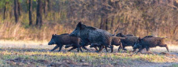 Кабанья охота изнутри Кабанья охота изнутри