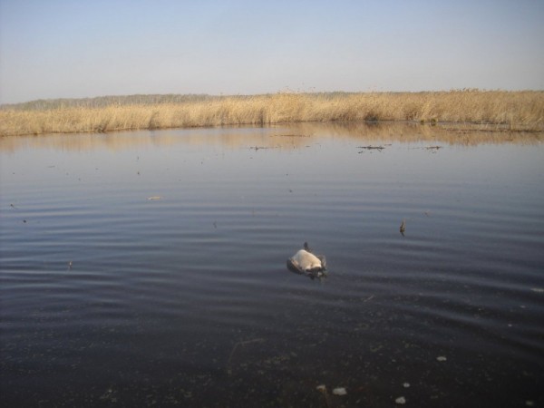Хмурая весна или необычный сезон охоты.