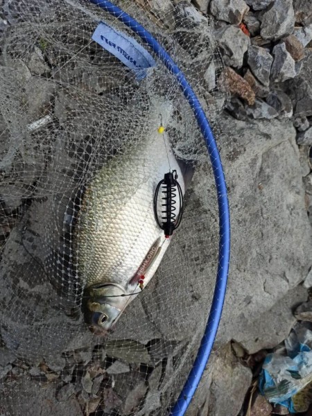 Лещ ловится на флэт и пружину