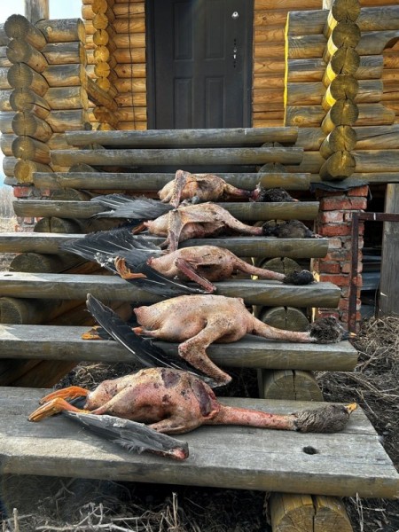 Ради звуков гусиного гомона. Весна 2023 Ради звуков гусиного гомона. Весна 2023