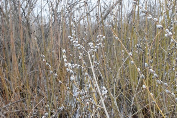 Пошла жара))) Пошла жара)))