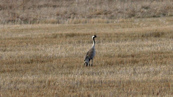 Вечер на тяге и тетеревиный ток Вечер на тяге и тетеревиный ток