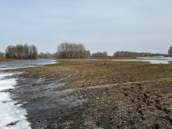 Ради звуков гусиного гомона. Весна 2023 Ради звуков гусиного гомона. Весна 2023