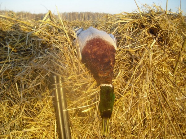 Хмурая весна или необычный сезон охоты.