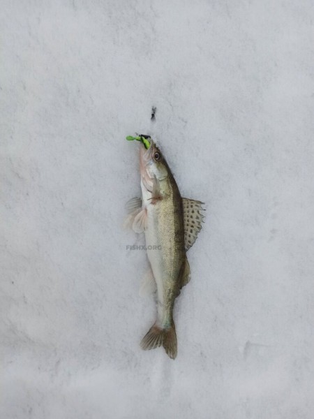 Зимний судак на спиннинг перед ледоставом