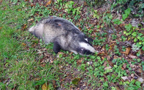Лисы и барсуки: ритуал захоронения сородичей. Правда или миф?В Великобритании о лисах знают все. Или почти все. Лиса - животное с особенным прошлым на Туманном Альбионе, и как нигде подвержено исследовательcкой работе над ней. Барсуки встречаются гораздо реже, но интерес к ним тоже особенный