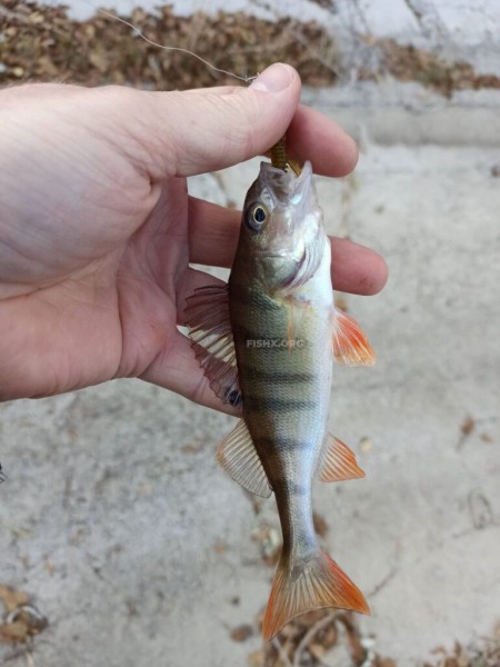 Окунь на спиннинг в начале зимы