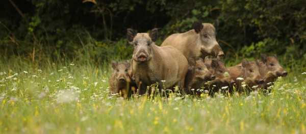 Кабанья охота изнутри Кабанья охота изнутри