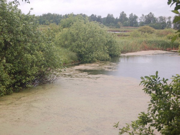 Летняя ловля в не очень прозрачной водеНе подумайте, пожалуйста, уважаемые рыболовы, что речь пойдет о печально известной ловле в мутной воде во время половодья или паводка. То есть в то время, когда количество взвешенных в воде твердых частиц грунта настолько велико, что рыба буквально ничего не видит: ни приманку, ни рыболова, ни надвигающуюся на нее браконьерскую снасть. Именно в такое время любители наживы и «рыбки без труда» ставят сети, верши и другие самоловные снасти.