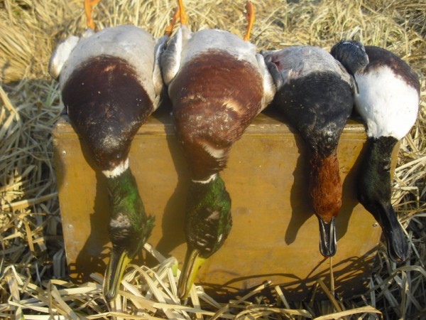 Хмурая весна или необычный сезон охоты.