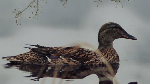 Первая утрянка весеннего сезона Первая утрянка весеннего сезона