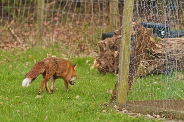 Охота на лис в Британии от XVI до XXI века. Исторический экскурсКак менялось законодательство Британии на протяжении нескольких веков относительно охоты на лис, ставшей традицией в средние века Охота на лис в Британии от XVI до XXI века. Исторический экскурсКак менялось законодательство Британии на протяжении нескольких веков относительно охоты на лис, ставшей традицией в средние века