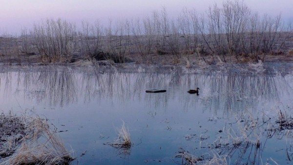 Туманное утро