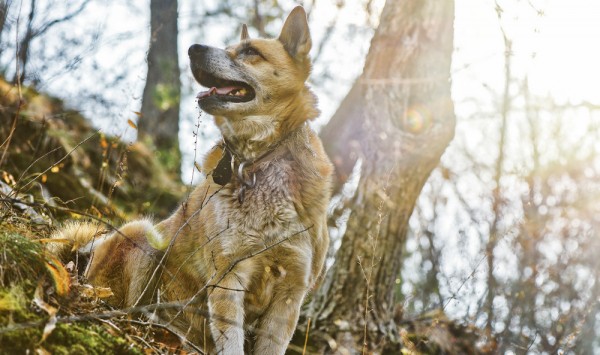 Кабанья охота изнутри Кабанья охота изнутри