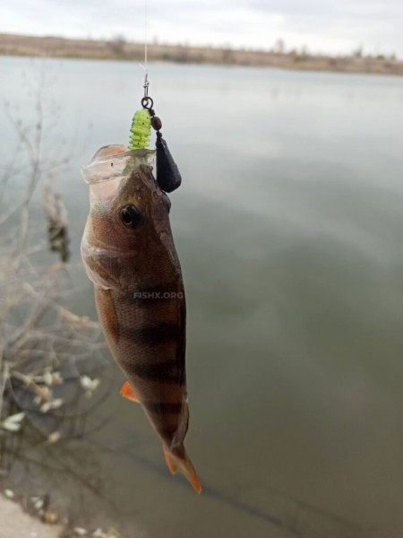 Правильный подбор приманки при ловле джигом – львиная доля успешной ловли