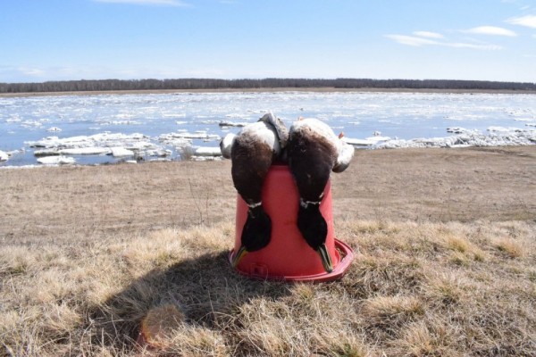 Вот и ледоход,ждём массу уток и гусей))) Вот и ледоход,ждём массу уток и гусей)))