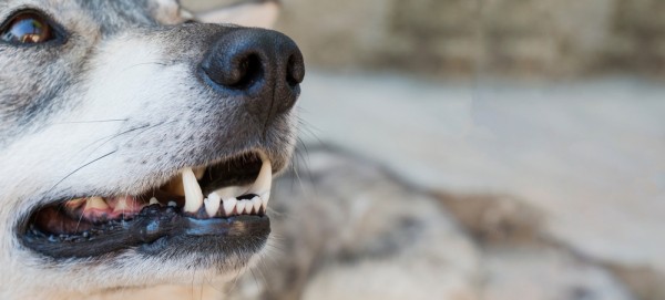 Кабанья охота изнутри Кабанья охота изнутри