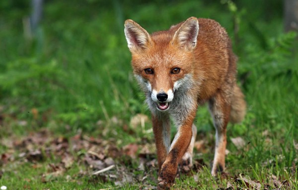 Лисы и барсуки: ритуал захоронения сородичей. Правда или миф?В Великобритании о лисах знают все. Или почти все. Лиса - животное с особенным прошлым на Туманном Альбионе, и как нигде подвержено исследовательcкой работе над ней. Барсуки встречаются гораздо реже, но интерес к ним тоже особенный