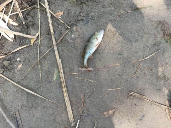 Покупались на реке и погоняли “микрушечного” окуня Покупались на реке и погоняли “микрушечного” окуня