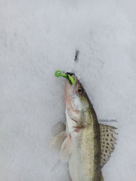 Прогулка со спиннингом по заснеженному берегу Прогулка со спиннингом по заснеженному берегу