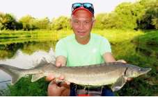 Уха домашняя Уха домашняя