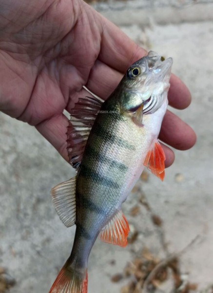 Окунь на спиннинг в начале зимы