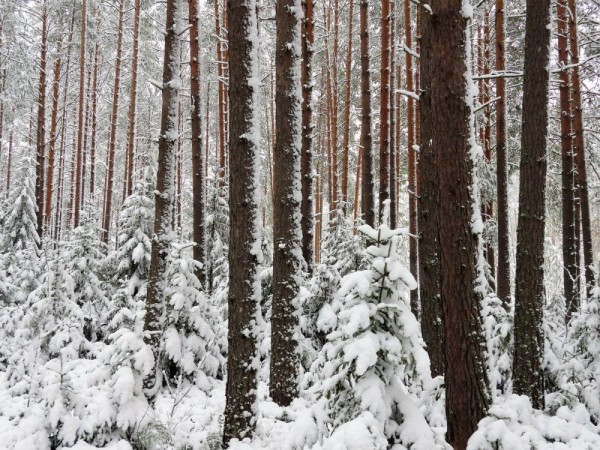 По глухарю. По глухарю.