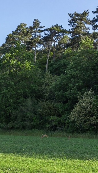 Сумасшедший май. Сумасшедший май.