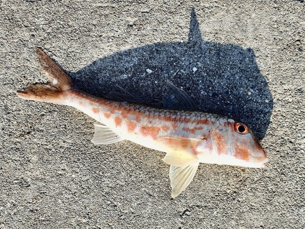 В любую погоду и при любом штормеВсе сочинские рыбаки, так же, как и рыбаки в Абхазии, очень сильно привязаны к погодным условиям. Действительно, основные места ловли – это горные реки и море. Когда на море шторм, там делать нечего. Причем, этот шторм может продолжаться неделю и больше. Когда идут дожди, а они обычно идут как на побережье, так и в горах одновременно, в реках очень сильно поднимается уровень воды и вода эта очень мутная. В любую погоду и при любом штормеВсе сочинские рыбаки, так же, как и рыбаки в Абхазии, очень сильно привязаны к погодным условиям. Действительно, основные места ловли – это горные реки и море. Когда на море шторм, там делать нечего. Причем, этот шторм может продолжаться неделю и больше. Когда идут дожди, а они обычно идут как на побережье, так и в горах одновременно, в реках очень сильно поднимается уровень воды и вода эта очень мутная.