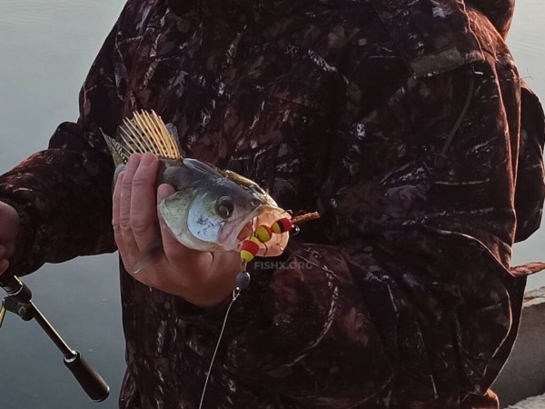 Место мандулы – в джиге Место мандулы – в джиге